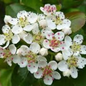 10 x black choke cherry seeds, prunus virginiana,  bitter berry