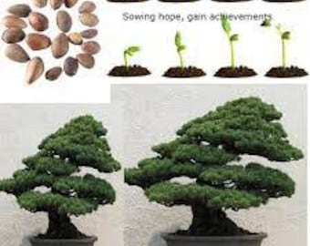 5 x chinese white pine seeds (pinus armandii) tree seeds.