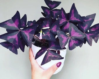 6 x oxalis triangularis purpurea bulbs....Purple Butterfly Plant  Easy Houseplant  Garden Plant Purple Foliage - Very Easy to Grow, Shamrock