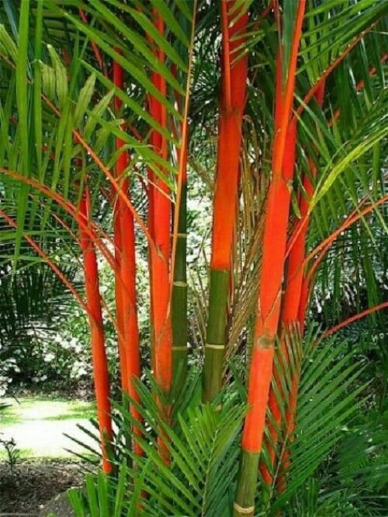 10 X Lipstick Palm Seeds Cyrtostachys Renda Etsy