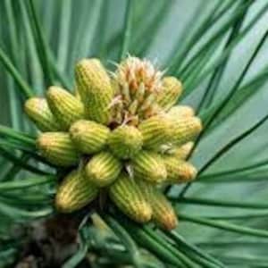 40 semi di pinus thunbergii. semi di pino nero giapponese