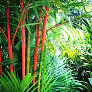 25x Lippenstiftpalmsamen - Cyrtostachys renda.  Frische Samen GRATIS UK Lieferung!