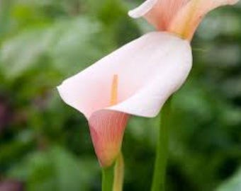 Pink Splash Calla Lily Seeds: Half-Hardy Perennial (5 Seeds) Free UK Delivery !