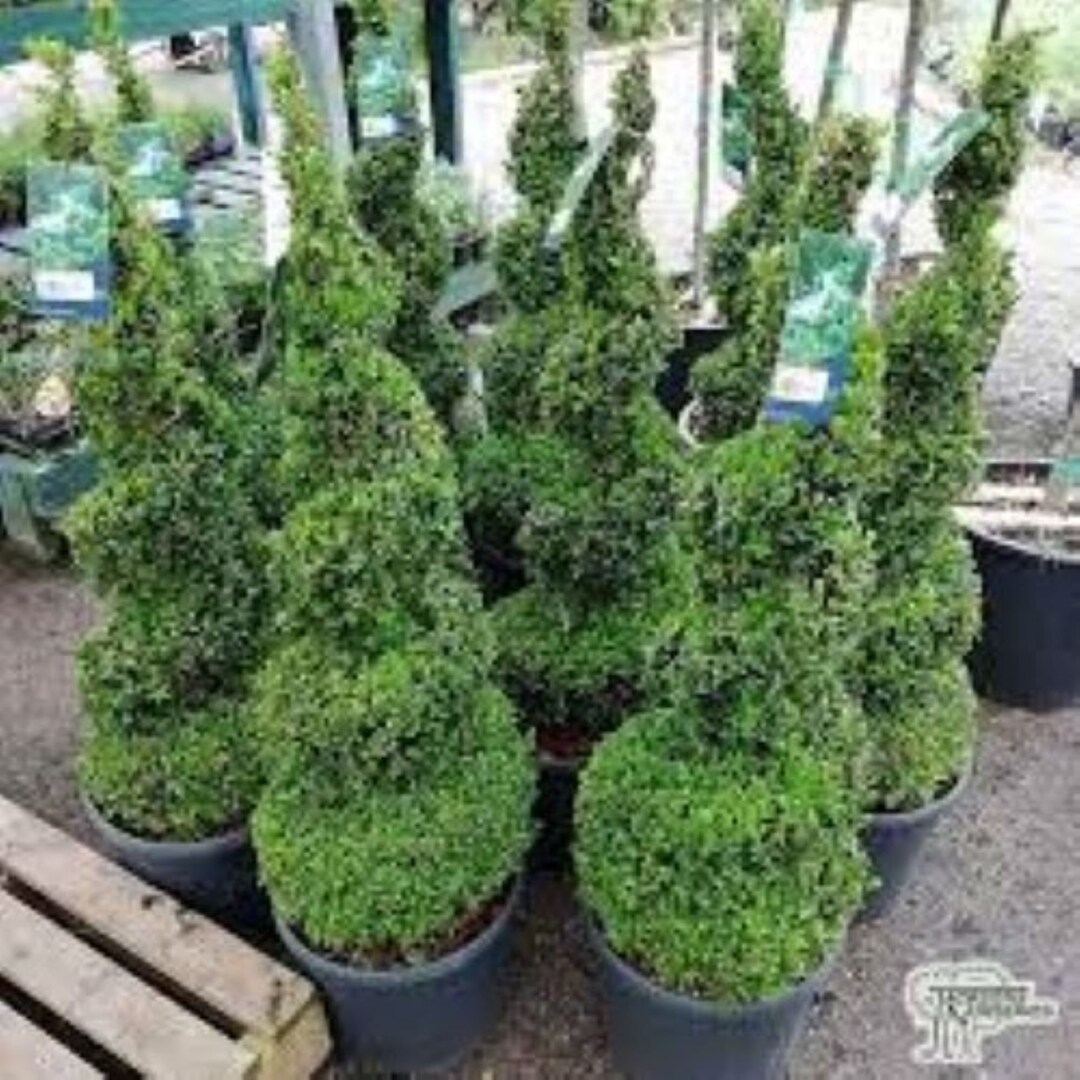 35 Common Box Tree Seeds (buxus Sempervirens) for Topiary Free UK ...