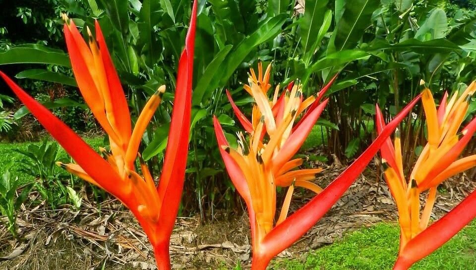 25 X Lipstick Palm Seeds Cyrtostachys Renda Etsy UK