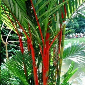 20 x lipstick palm seeds - cyrtostachys renda.  Fresh seeds