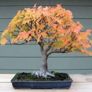 Graines Érable trident : Acer Buergerianum, Bonsaï (20 graines) Livraison gratuite au Royaume-Uni !