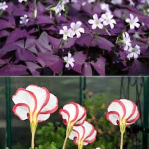 Może przedstawiać: Dwa różne rodzaje kwiatów. Pierwszy to roślina o purpurowych liściach z małymi białymi kwiatami. Drugi to biały kwiat z czerwonymi paskami na płatkach.