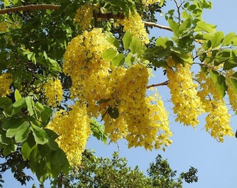 Puede incluir: Un árbol con flores amarillas brillantes en flor contra un cielo azul. Las flores están agrupadas en largos racimos en cascada.