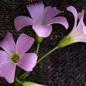 3 x oxalis triangularis purpurea bulbs.Purple Butterfly Plant Easy Houseplant Garden Plant Purple Foliage Very Easy to Grow, Shamrock image 5