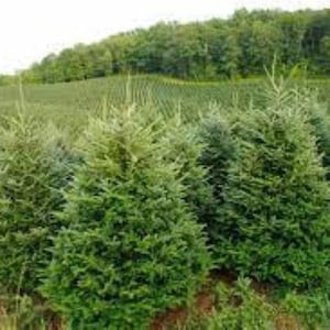 Frasergran, Abies fraseri, vintergröna, julgran, barrträd x 20 frön.. Fri leverans inom Storbritannien!