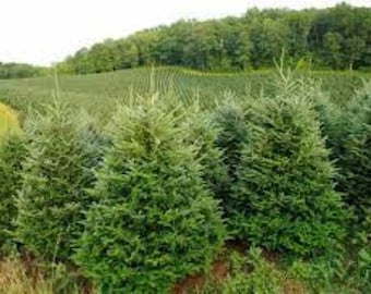 ノルドマンモミ（Abies Nordmanniana）、クリスマスツリー、コーカサス