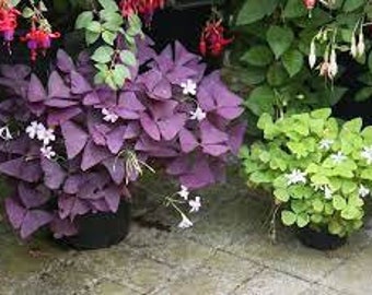 10 x mixed oxalis triangularis bulbs. 5 x purple & 5 x green.