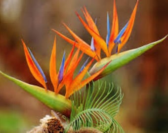 STRELITZIA REGINAE 5 x semillas - ave del paraíso, rara exótica tropical ¡Entrega gratuita en Reino Unido!