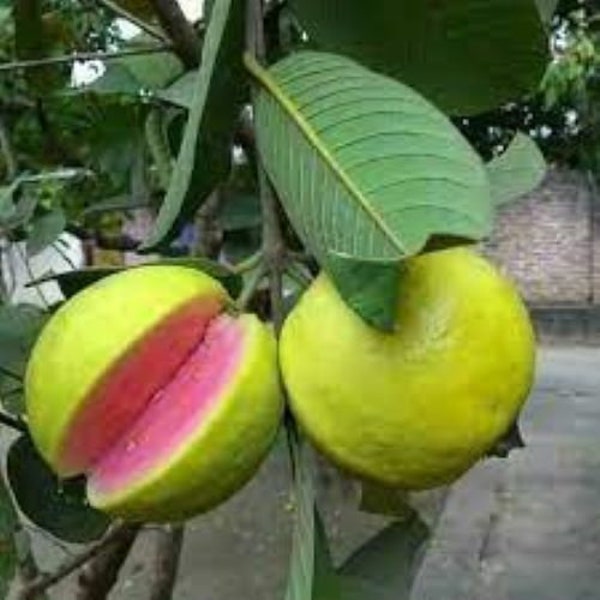 Raro Guava 10 semi (psidium guajava) frutto commestibile, la varietà a polpa rosa.