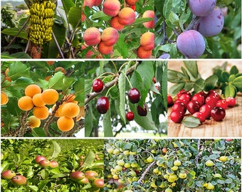 Mélange de graines d'arbres fruitiers. pot chance 50 graines mélangées de 8 variétés....Cerise, poire sauvage, abricot, prune, canneberge, pomme, pêche et banane