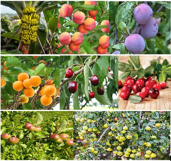 50 X Mixed Fruit Tree Seeds. Pot Luck From 8 Different Etsy UK