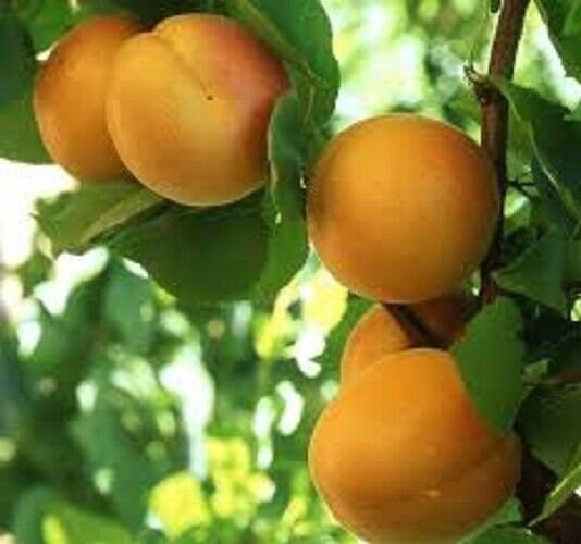 20 X Apricot Tree Seeds prunus Armenaica Etsy UK
