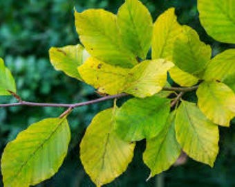 Common Beech Seeds (10), Fagus Sylvatica Free UK Delivery !