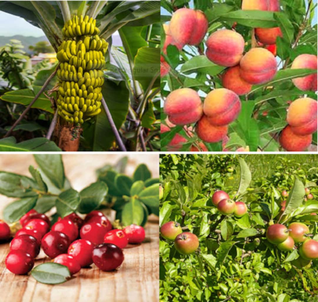 40 X Mixed Fruit Tree Seeds. 10 X Seeds From 4 Varieties. Etsy UK