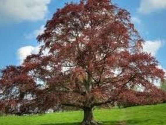 50 X Copper Beech Fagus Sylvatica Atropurpurea Seeds. Free UK Delivery ! -  Etsy Hong Kong