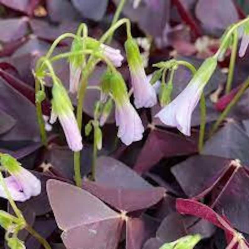 3 x oxalis triangularis purpurea bulbs.Purple Butterfly Plant Easy Houseplant Garden Plant Purple Foliage Very Easy to Grow, Shamrock image 7