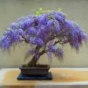 100 Kaiserinbaumsamen, Prinzessinnenbaum. baumsamen, die für Bonsai verwendet werden können.