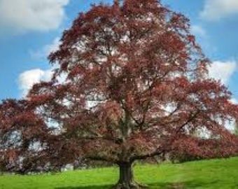 Rot-Buche fagus sylvatica atropurpurea 100 Samen. Kostenlose UK Lieferung !