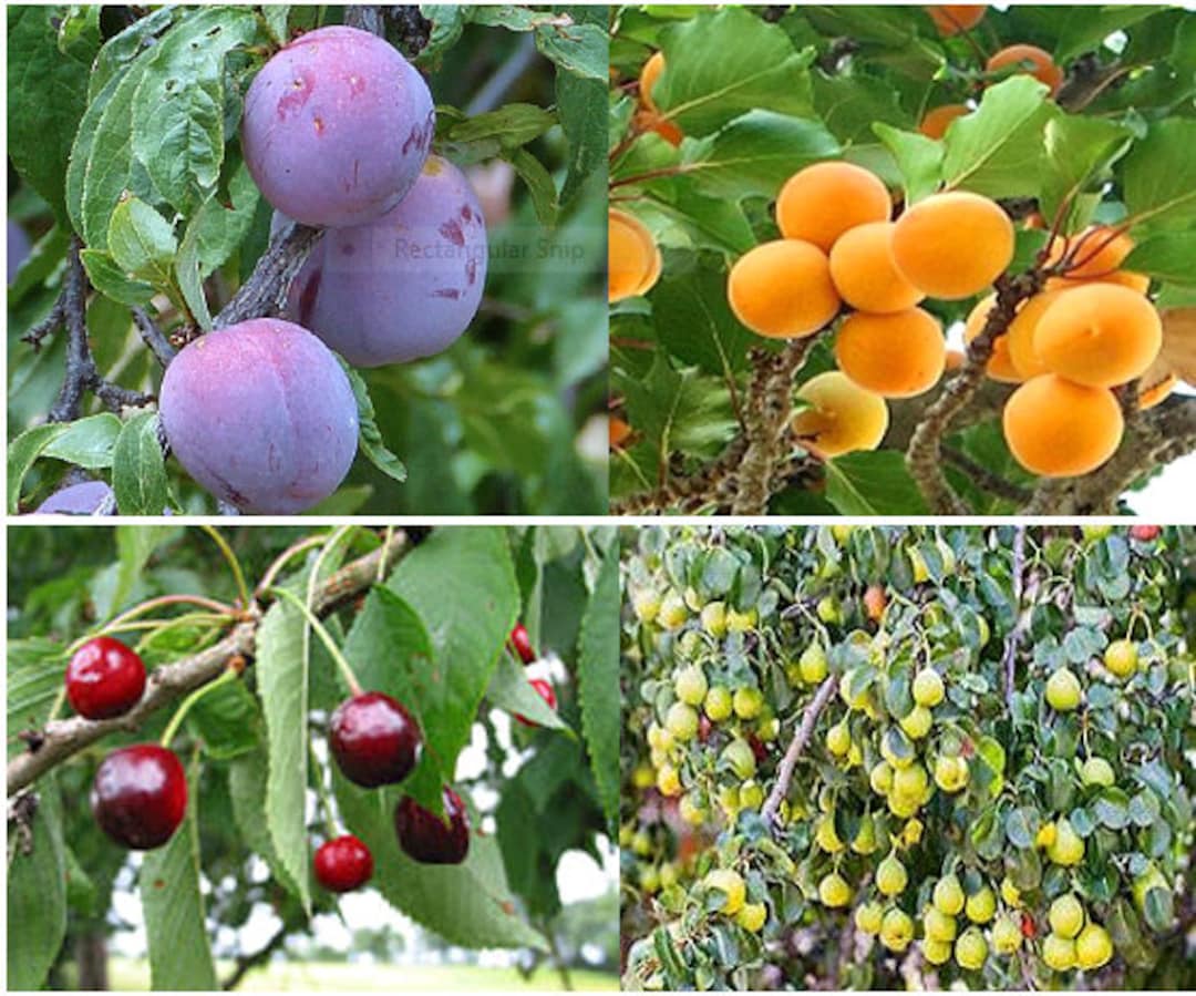 16 X Mixed Fruit Tree Seeds. 4 X Seeds From 4 Varieties. Etsy Canada