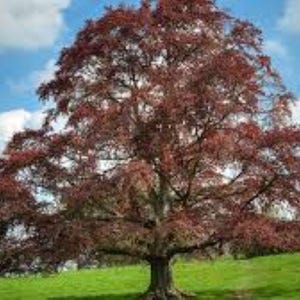 20 x copper beech fagus sylvatica atropurpurea seeds. Free UK Delivery !