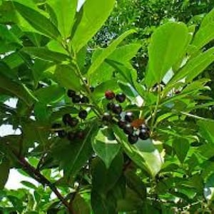 Cherry Laurel (Prunus Laurocerasus) 20 Seeds Hedging Shrub