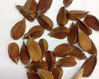 100 x common beech sylvatica seeds.