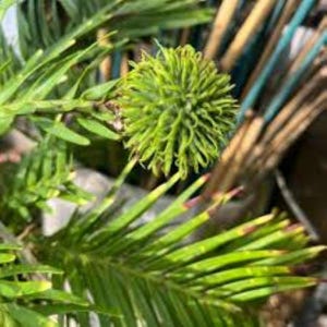 Könnte beinhalten: Nahaufnahme einer grünen Pflanze mit einer stacheligen, kugelförmigen Samenkapsel. Die langen, schlanken Blätter der Pflanze haben eine leuchtend grüne Farbe mit roten und gelben Spitzen. Der Hintergrund ist unscharf.