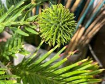 Pino Wollemi 10 Semillas, Árbol Dinosaurio Wollemia Nobilis