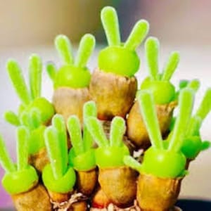 15 x Seeds Monilaria moniliformis ‘Bunny Ear’ Succulent seeds living stones