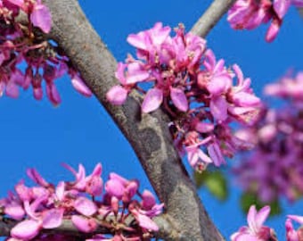 Semillas de Árbol de Judas Rosa (Cercis Siliquastrum) - 50 Semillas ¡Entrega gratuita en el Reino Unido!