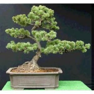 5 semi di pino bianco cinese. Semi di albero che possono essere utilizzati per i bonsai.
