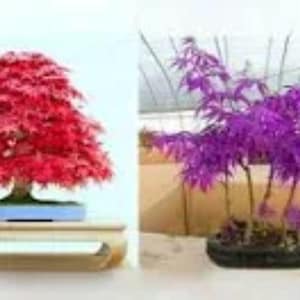 Redleaf & Purple Ghost Maple Tree Seeds - Mixed Pack Free UK Delivery !