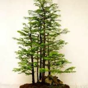 Dawn Redwood Tree Seeds: Bonsai Metasequoia Glyptostroboides (25 zaden)