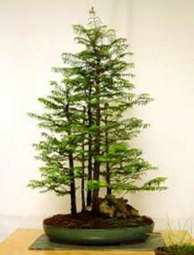 Ciseaux à racines bonsaï professionnels mm.180, 44,00 €