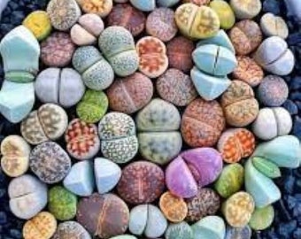 Lithops seeds, Living Stone 20 Seeds, Succulents, Assortment, Mixed Varieties perfect for indoor & outdoors, ideal for low maintenance plant