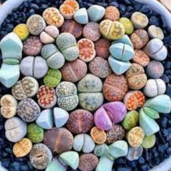 Lithops seeds, Living Stone 10 Seeds, Succulents, Assortment, Mixed Varieties perfect for indoor & outdoors, ideal for low maintenance plant