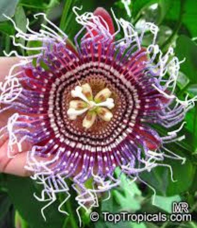Passiflora alata - Etsy 日本