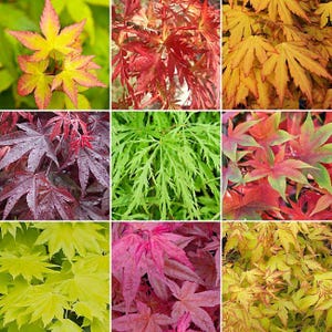 Puede incluir: Un collage de nueve paneles cuadrados que muestran varias hojas de arce japonés. El follaje presenta diversos colores, incluyendo amarillo vibrante, rojo intenso, verde brillante, morado y naranja, mostrando diferentes formas y texturas.
