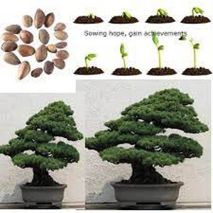 20 semi di albero di semi di pino bianco cinese (pinus armandii).