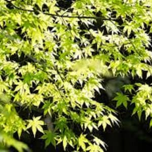 50 x japanese maple tree seeds (acer palmatum) tree seeds. Ideal bonsai tree