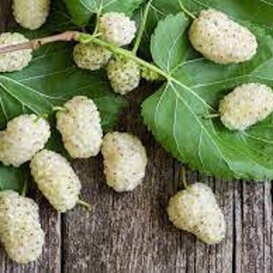 25 x white mulberry tree seeds.  morus alba