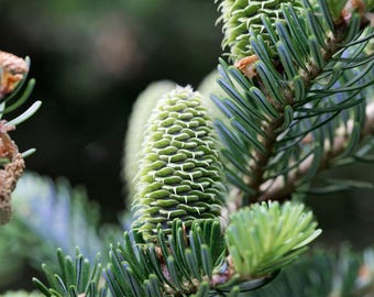 ノルドマンモミ（Abies Nordmanniana）、クリスマスツリー、コーカサス