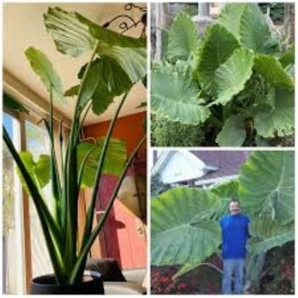 Giant Elephant Ear Tree. Leea Macrophylla. 5 Fresh Seeds. Rare