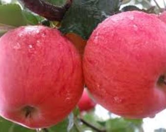 Manzana japonesa Fuji SUPER SWEET 10 x semillas ¡Entrega gratuita en el Reino Unido!